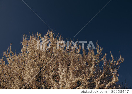 Fully flowering tree in the green field in spring and blue sky 89358447