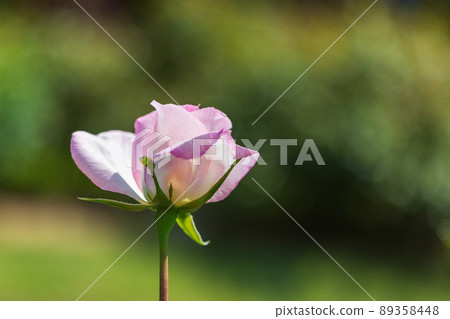 Roses have bloomed ♪ Early summer 89358448
