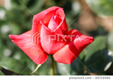 玫瑰盛開了♪初夏 89358460