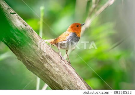 北海道的六月，知更鳥的初夏。 89358532
