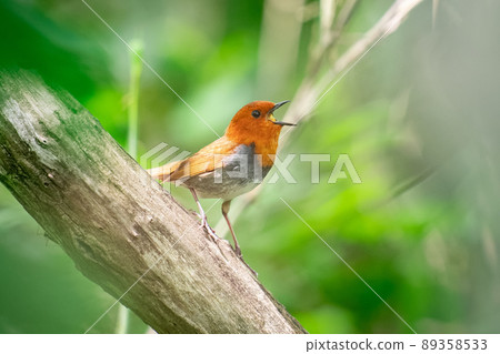 北海道的六月，知更鳥的初夏。 89358533