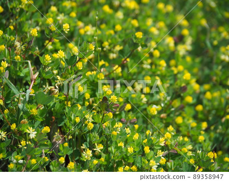 Comet Tsukkusa 89358947