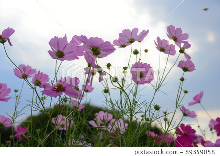 Autumn flowers, autumn cherry blossoms 89359058
