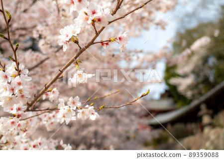 Kibitsu Shrine 89359088