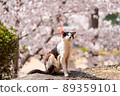 Kibitsu Shrine 89359101