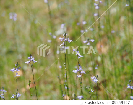 Matsubaun Run 89359107