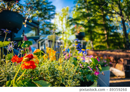 Colorful flowers blooming in the spring flowerbed Colorful flowers blooming in the spring flowerbed 89359268