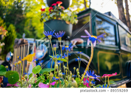 Colorful flowers blooming in the spring flowerbed Colorful flowers blooming in the spring flowerbed 89359269