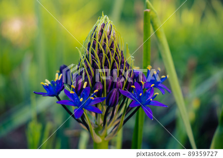 春天花壇西拉花特寫 春天花壇西拉花特寫 89359727