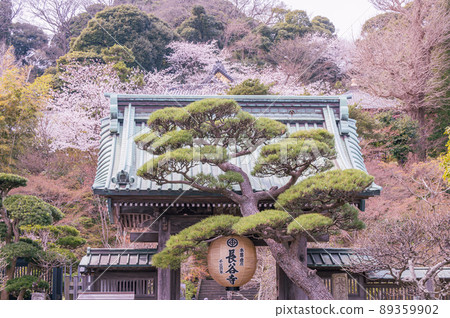 The main gate of Hase-dera, the cherry blossoms at the temple and shrine, the cherry blossoms in full bloom 89359902