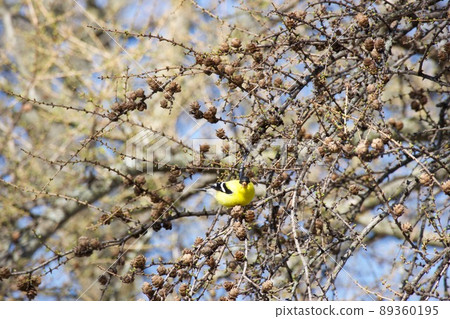 美國金翅雀 美國金翅雀 89360195