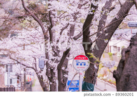 A row of cherry blossom trees in Kamakura, a row of cherry blossom trees in Kanagawa A row of cherry blossom trees in Kamakura, a row of cherry blossom trees in Kanagawa 89360201