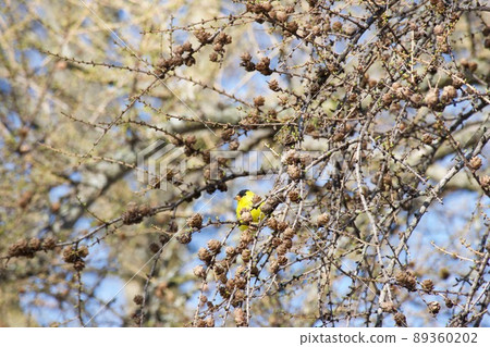 American Goldfinch American Goldfinch 89360202