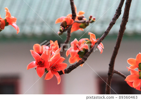 Bombax Ceiba, it is a popular ornamental tree found in East Bombax Ceiba, it is a popular ornamental tree found in East 89360463