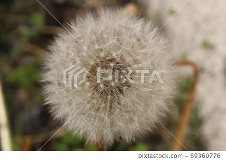 日本春田發現蒲公英種子絨毛 89360776