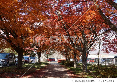Autumn leaves of Karuizawa 89360855
