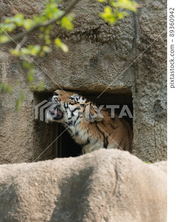 Amur tiger's mother looking up overhead Amur tiger's mother looking up overhead 89360942