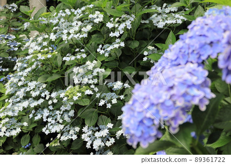 Hydrangea scenery 89361722