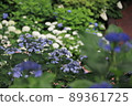Hydrangea scenery 89361725