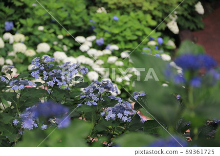 Hydrangea scenery 89361725