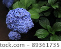 Hydrangea scenery 89361735