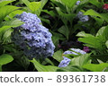 Hydrangea landscape 89361738