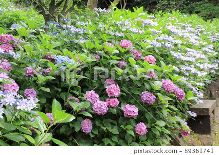 Hydrangea landscape 89361741