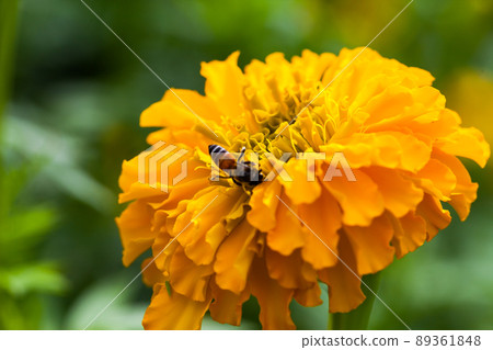 Yellow marigold flower with blurred Yellow marigold flower with blurred 89361848