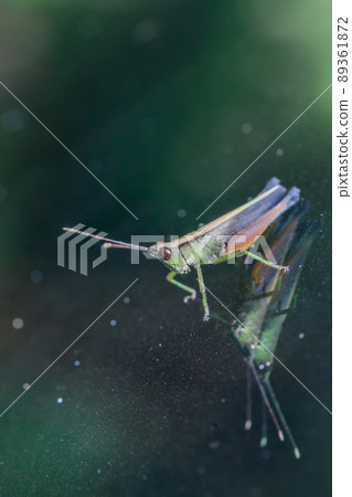 Grasshopper perching on a mirror 89361872