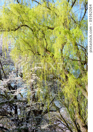 Fresh green and cherry blossoms of weeping willow Spring Kajo Park Yamagata Prefecture Fresh green and cherry blossoms of weeping willow Spring Kajo Park Yamagata Prefecture 89362064