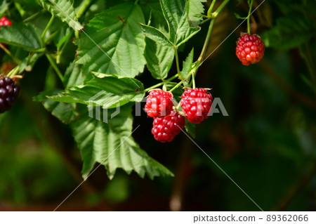 Blackberry red fruit 89362066