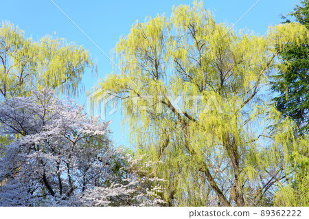 Fresh green and cherry blossoms of weeping willow Spring Kajo Park Yamagata Prefecture 89362222