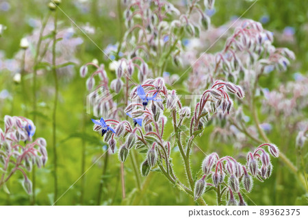 Borage (borage) flower, which is said to be a herb of courage 89362375