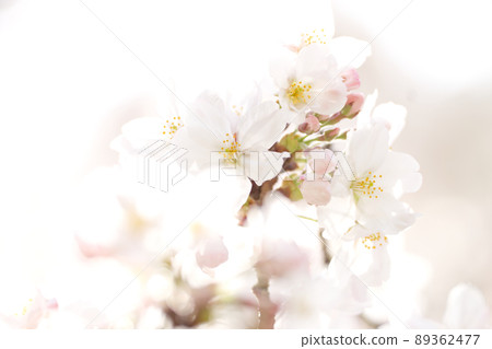 Bright photo of blooming cherry blossoms Bright photo of blooming cherry blossoms 89362477