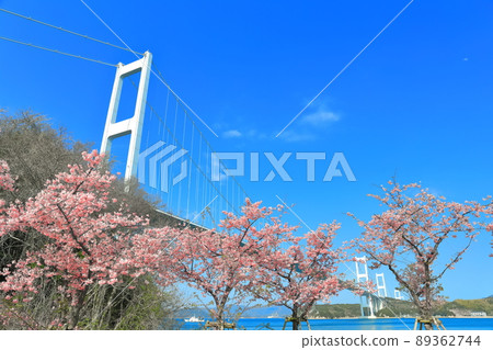 [Ehime Prefecture] Kurushima Kaikyo Bridge under clear skies and Kawazu cherry blossoms in full bloom 89362744