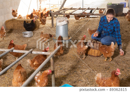 Female farmer collecting eggs in wicker basket in chicken coop Female farmer collecting eggs in wicker basket in chicken coop 89362815