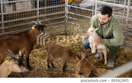 Farmer squatting with goatling in shed 89362905