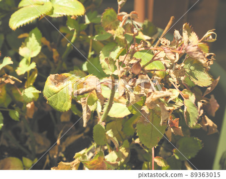 枯萎的植物 89363015