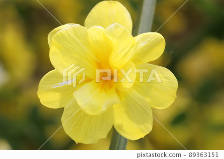 日本春天公園裡盛開的冬茉莉黃花 89363151
