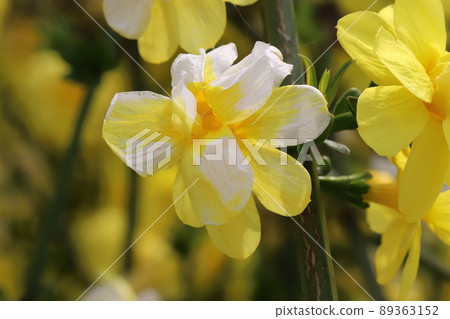 Yellow flowers of winter jasmine blooming in spring parks in Japan 89363152