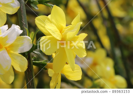 Yellow flowers of winter jasmine blooming in spring parks in Japan Yellow flowers of winter jasmine blooming in spring parks in Japan 89363153