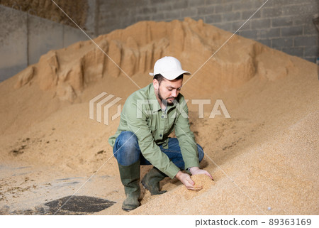 Farmer checking quality of soybean hulls for livestock feeding 89363169