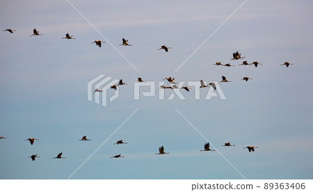 Flock of cranes flying Flock of cranes flying 89363406