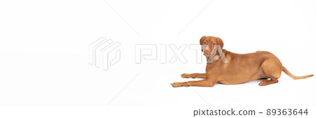 Female dog lies down and looks straight into the camera. Panoramic frame. 89363644