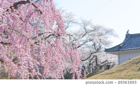 嘉城公園 紅西出櫻 山形縣 嘉城公園 紅西出櫻 山形縣 89363893