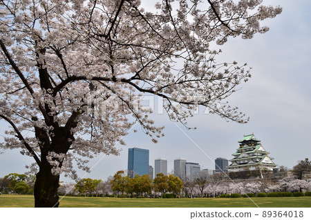 日本大阪府春天大阪城公園櫻花盛開和宏偉的城堡塔周圍的摩天大樓 日本大阪府春天大阪城公園櫻花盛開和宏偉的城堡塔周圍的摩天大樓 89364018