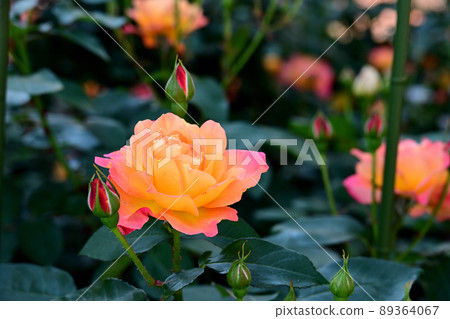 Rose of Anne 89364067