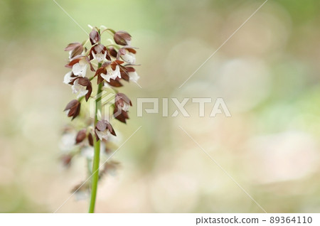 春暖花開的野蘭花 89364110