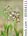 Spring-blooming wild orchid Ebine 89364111
