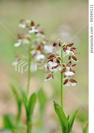 春暖花開的野蘭花 89364111